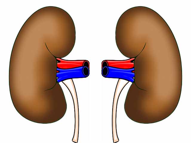 nephrologists specialize in kidney disease